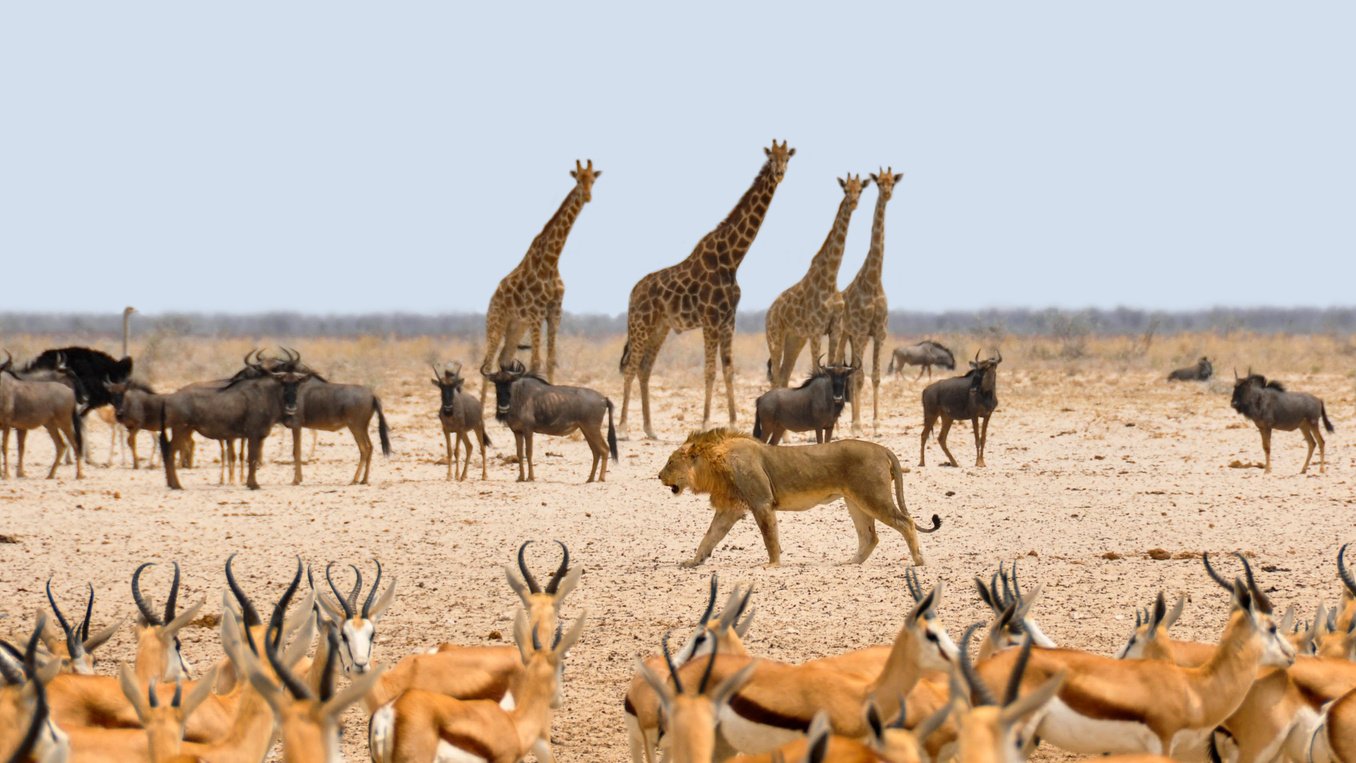 Animals in Africa