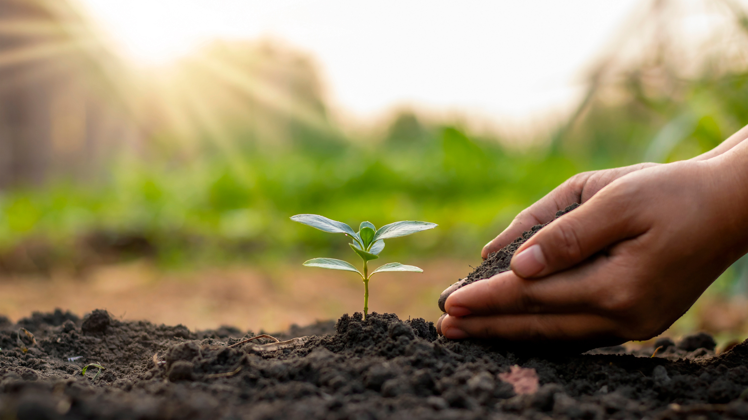  Planting Trees by Farmers by Hand